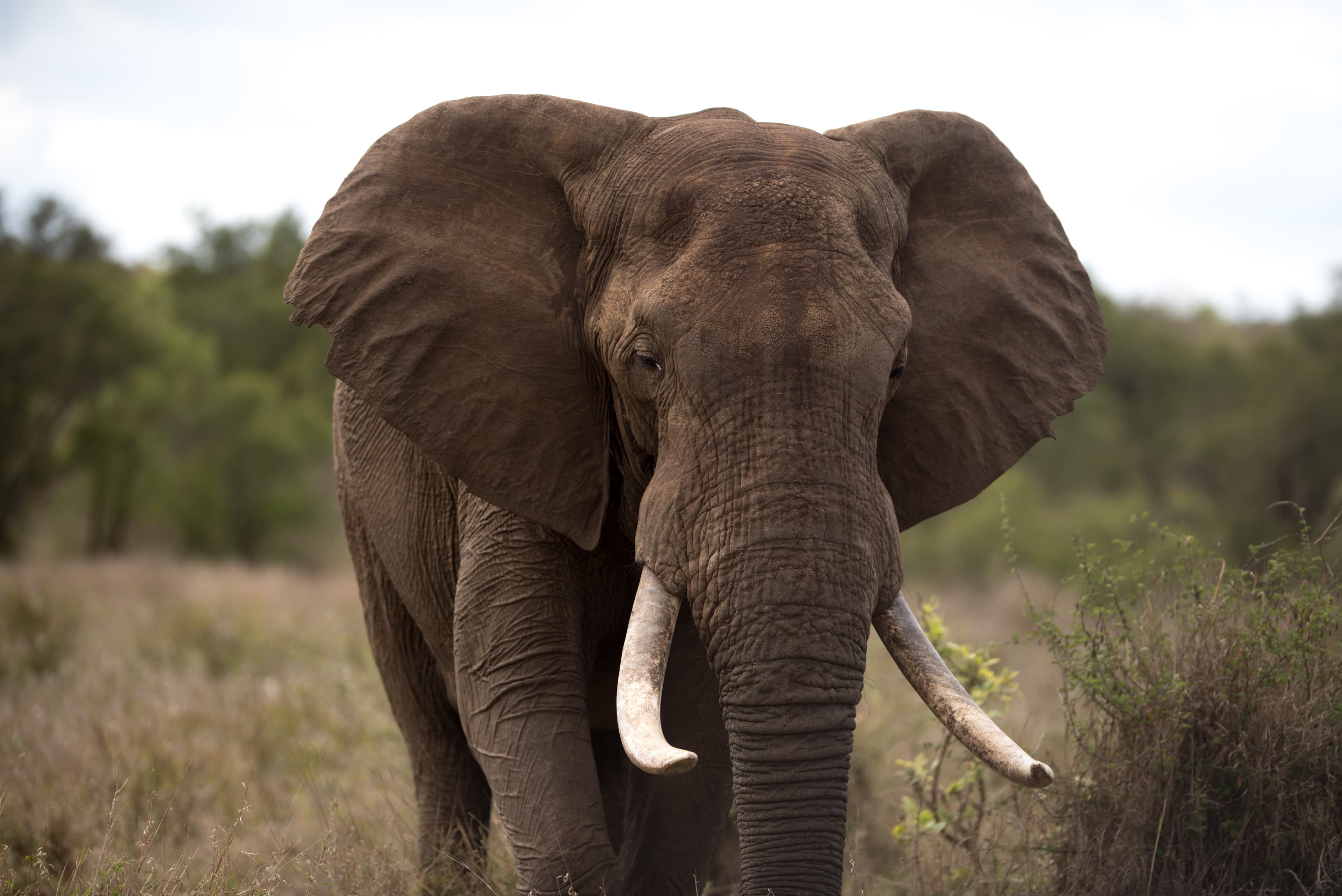 African elephant in the wild