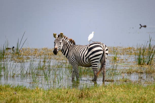 Lake Manyara