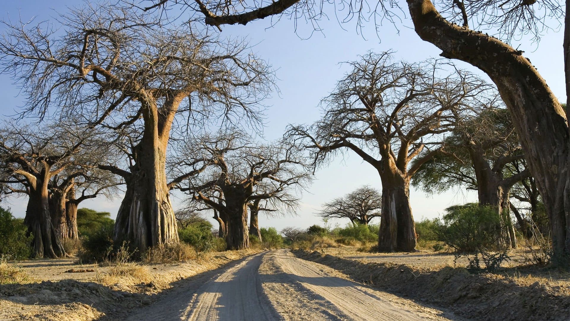 5-Day Ruaha Wilderness
