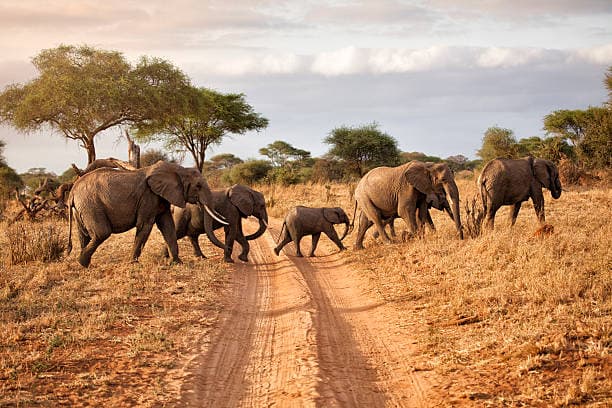 10-Day Best of Northern Tanzania
