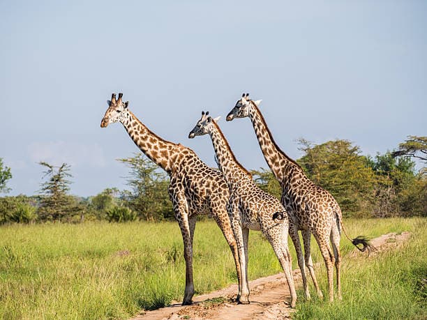 Giraffes at Saadani